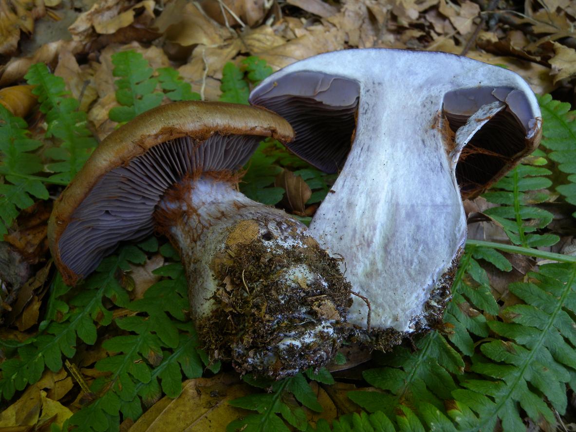 cortinario ed entoloma?
